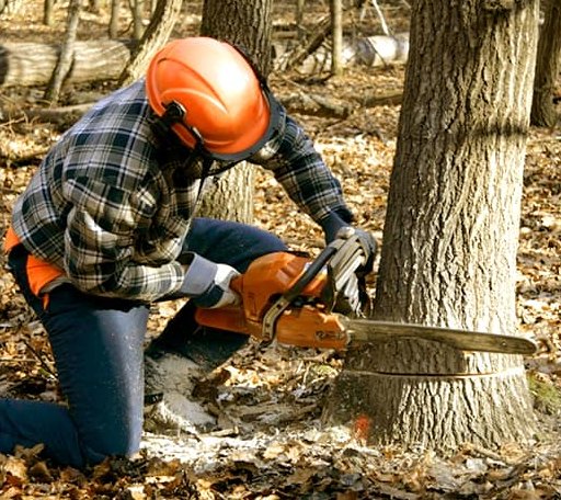 Tree Removal in Ashley, IL